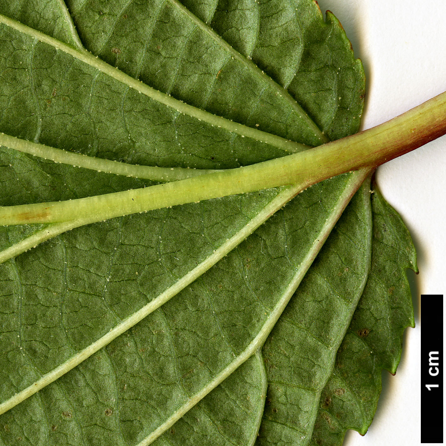 High resolution image: Family: Adoxaceae - Genus: Viburnum - Taxon: nervosum